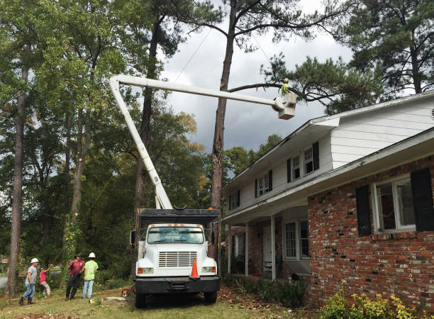 Best Fruit Tree Pruning  in Big Pine, CA